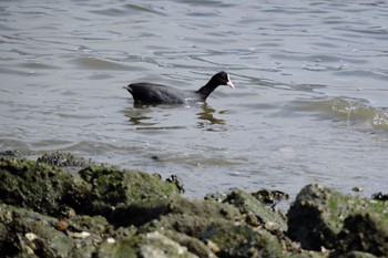 2023年3月12日(日) 東京港野鳥公園の野鳥観察記録