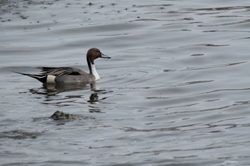 オナガガモ 東京港野鳥公園 2023年3月12日(日)