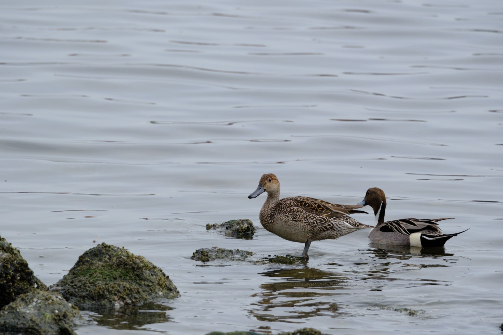 東京港野鳥公園 オナガガモの写真 by ym