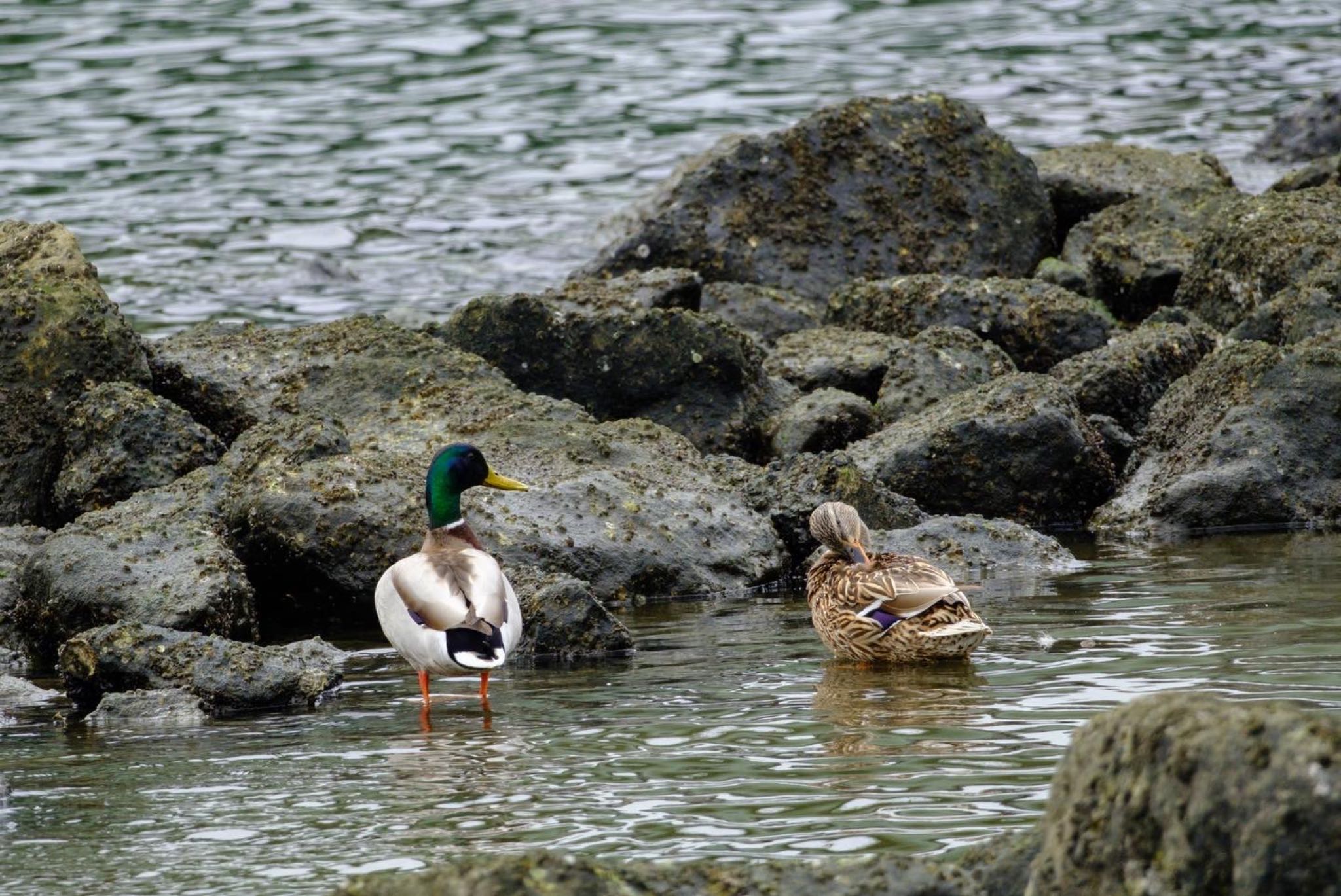 東京港野鳥公園 マガモの写真 by ym