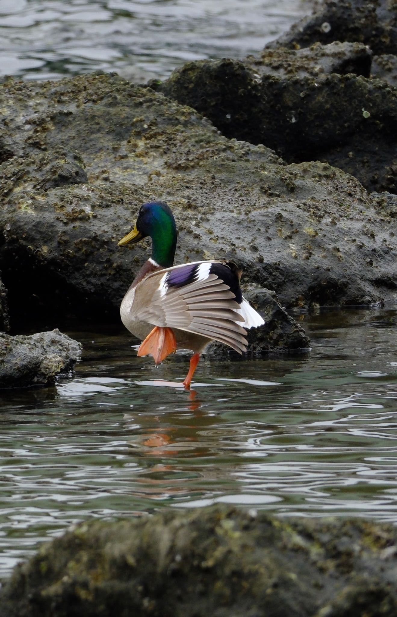 東京港野鳥公園 マガモの写真 by ym