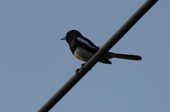 Oriental Magpie-Robin カンボジア Sat, 3/18/2023