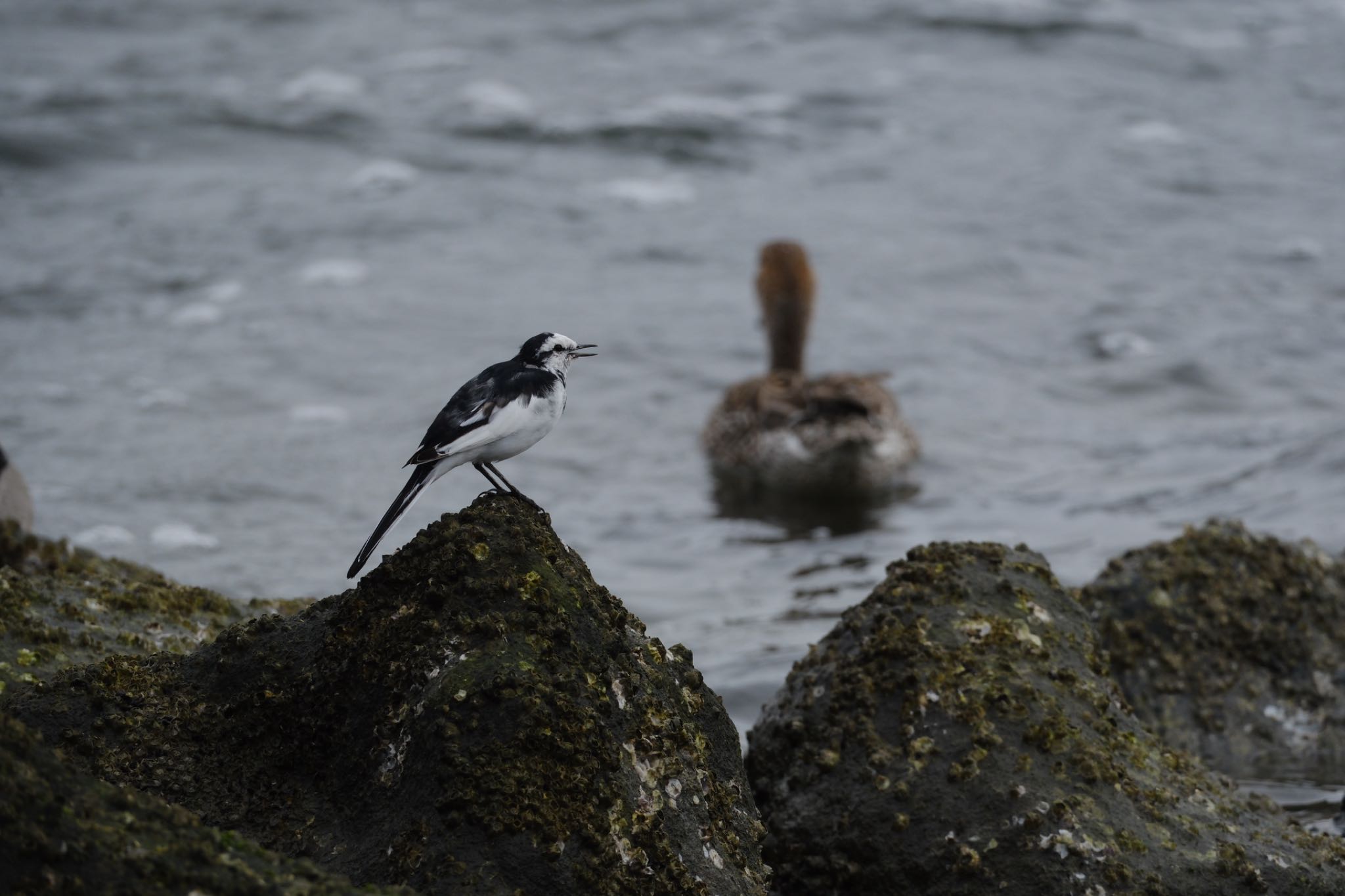 東京港野鳥公園 ハクセキレイの写真 by ym