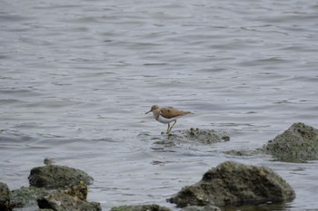 イソシギ 東京港野鳥公園 2023年3月12日(日)