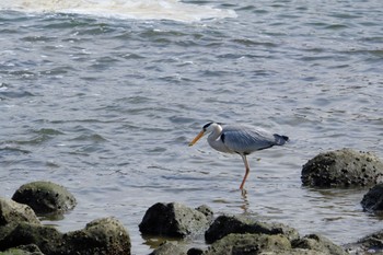 アオサギ 東京港野鳥公園 2023年3月12日(日)