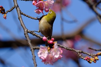 メジロ 代々木公園 2023年2月18日(土)