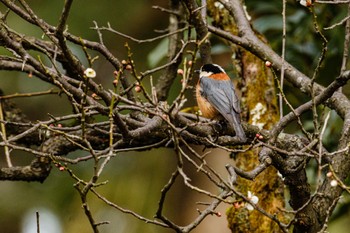 Varied Tit Kenrokuen Sun, 2/12/2023