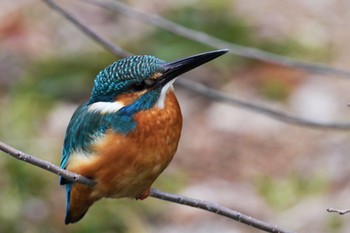 Common Kingfisher Mizumoto Park Thu, 2/23/2023