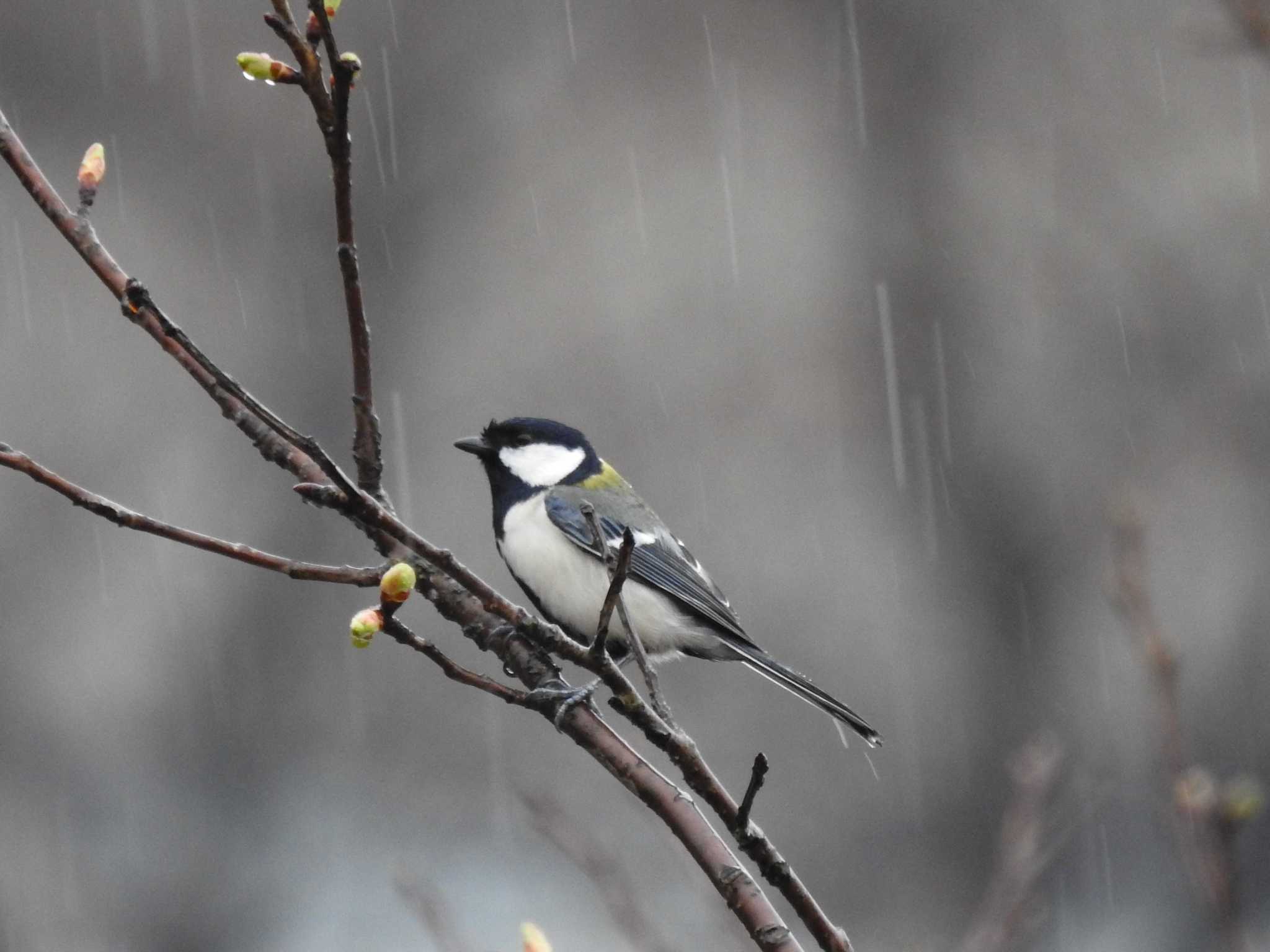 Japanese Tit