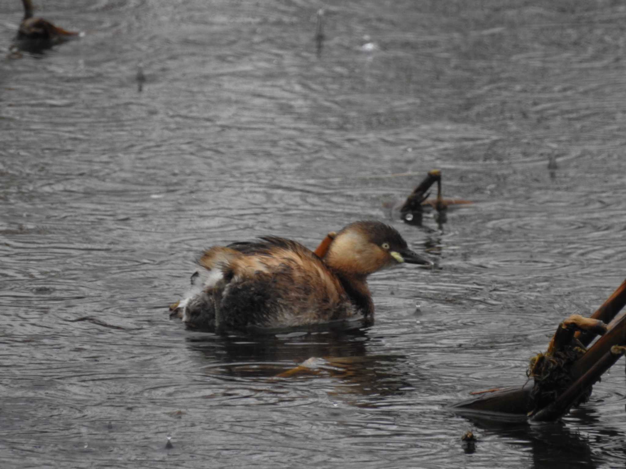 Little Grebe