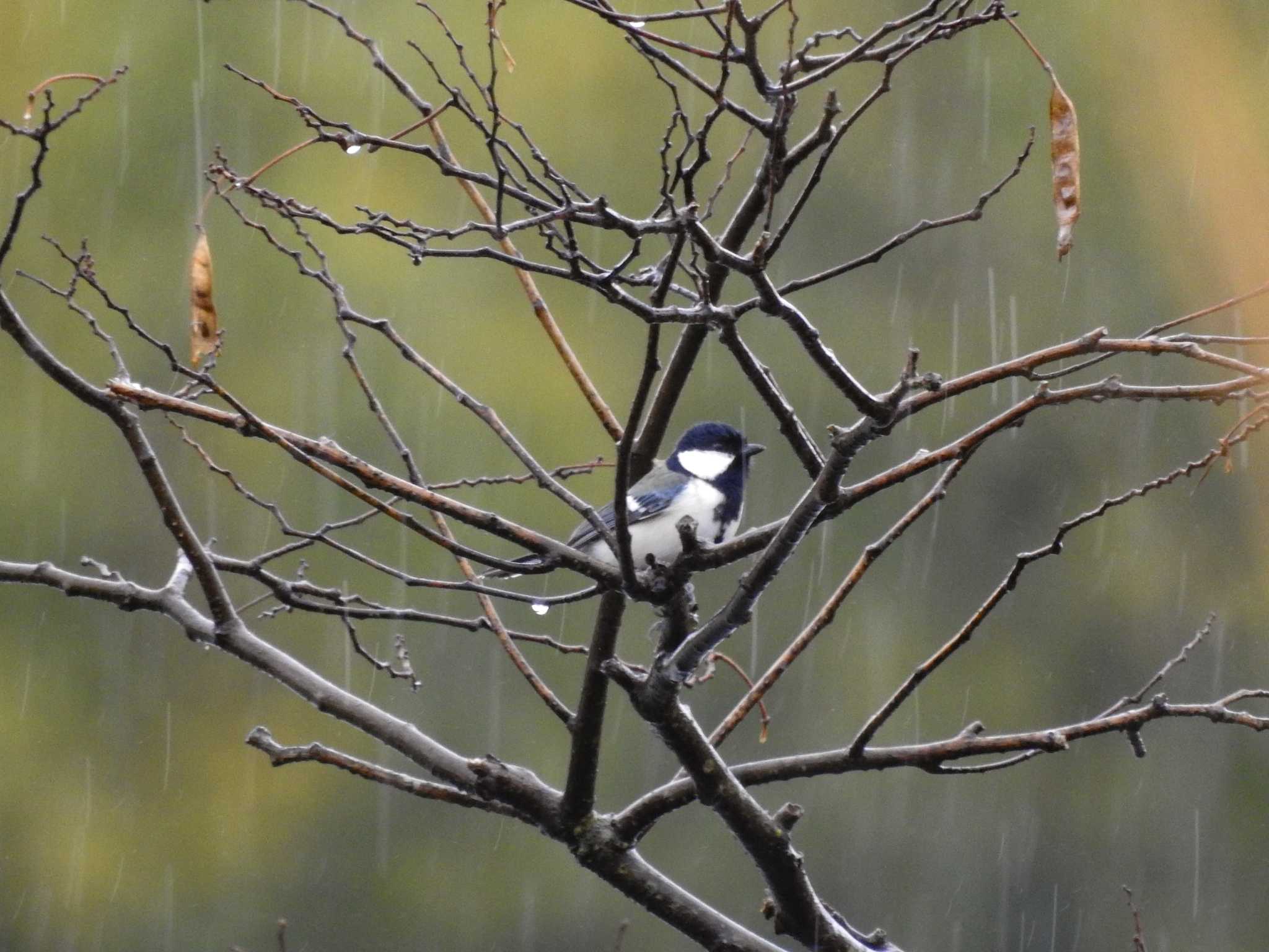 Japanese Tit