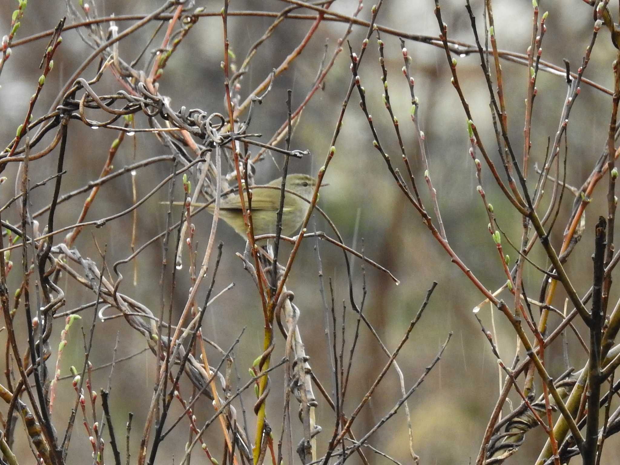 Japanese Bush Warbler