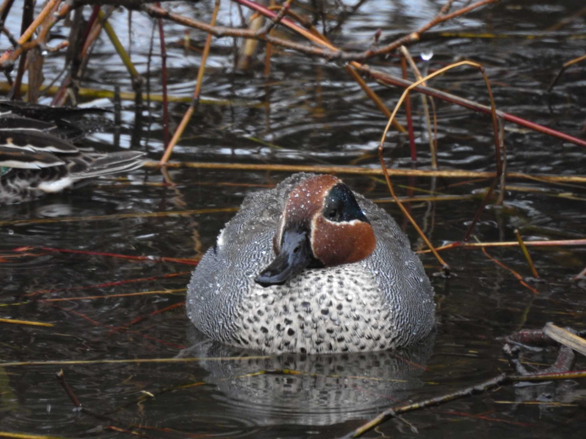 Photo of Eurasian Teal at 富岩運河環水公園 by どらお