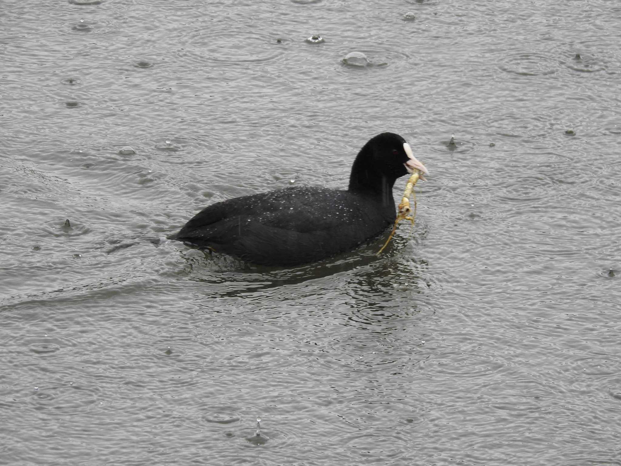 Photo of Eurasian Coot at 富岩運河環水公園 by どらお