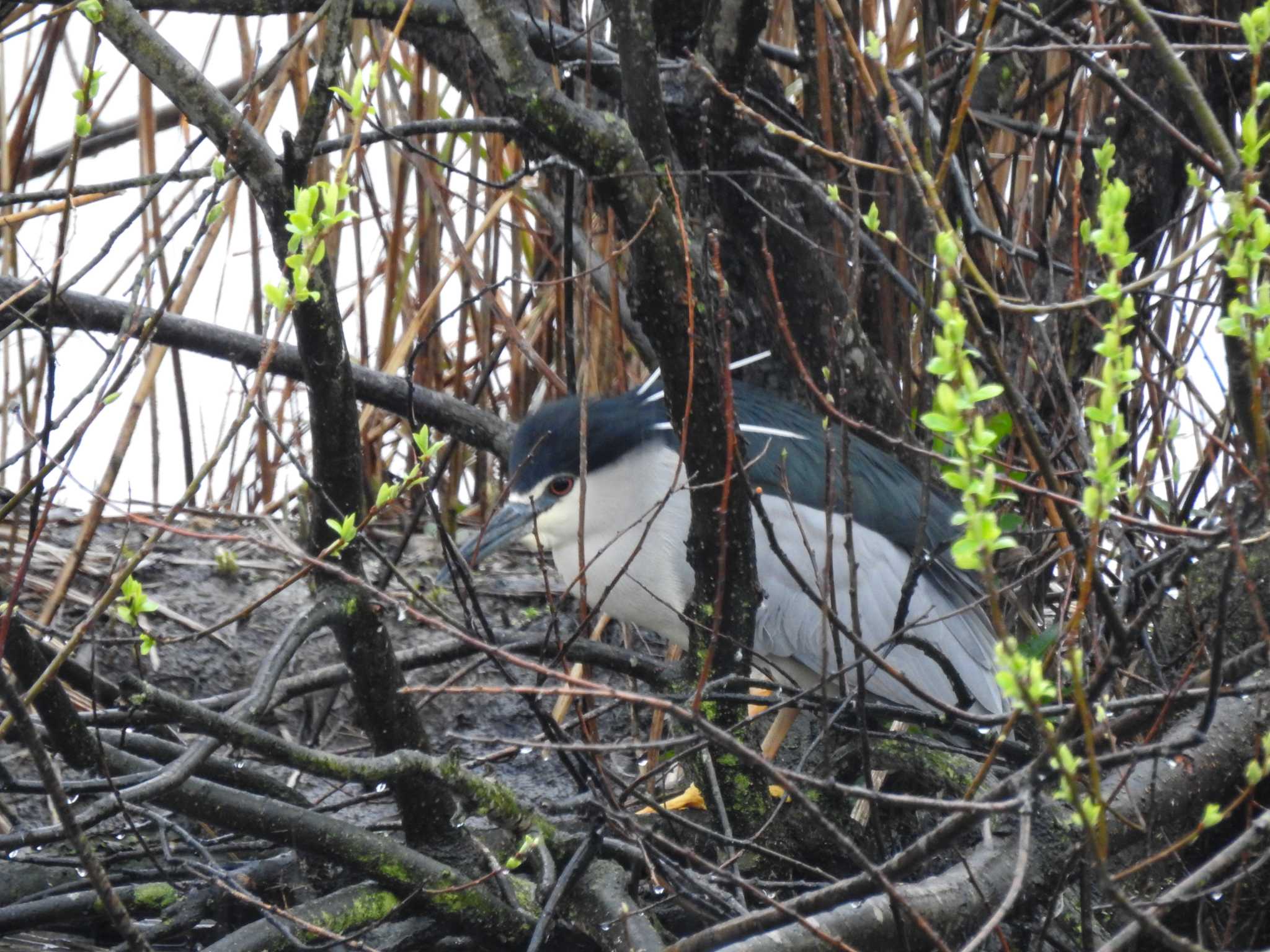 Black-crowned Night Heron