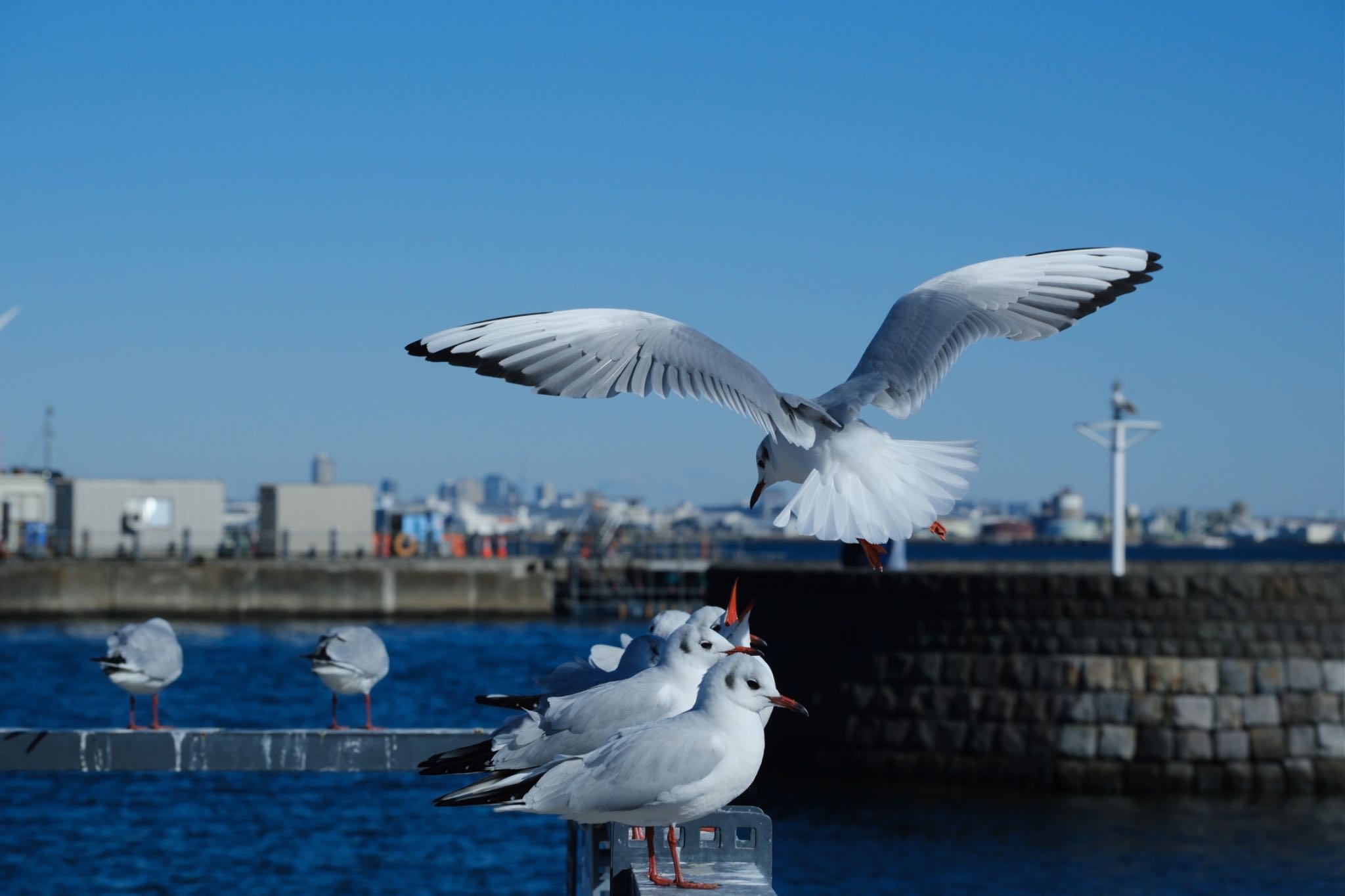 横浜港 ユリカモメの写真 by ym