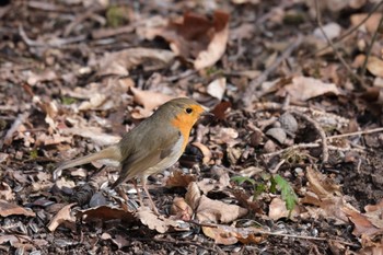 European Robin Venusberg Thu, 3/16/2023