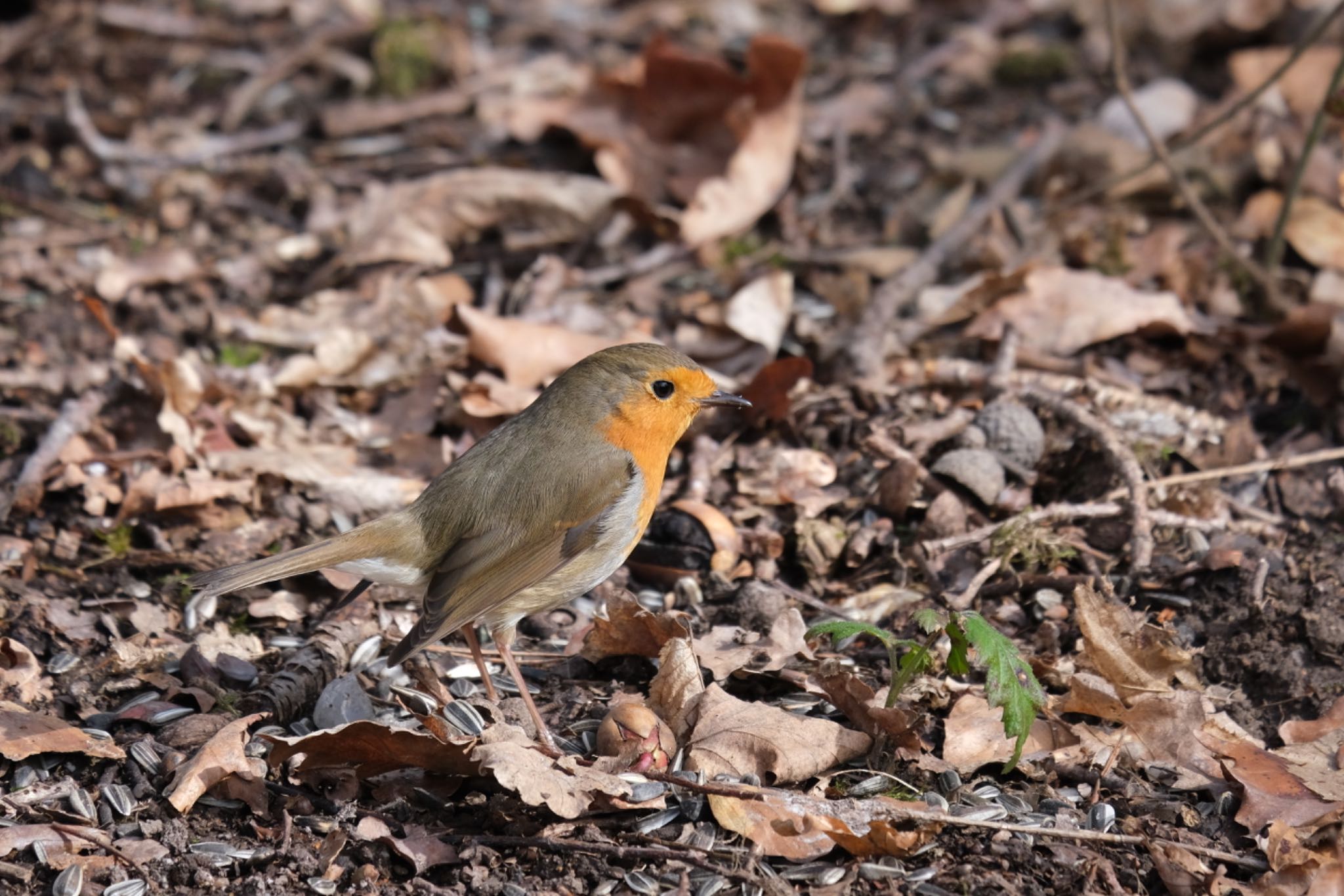 Photo of European Robin at Venusberg by hidebonn