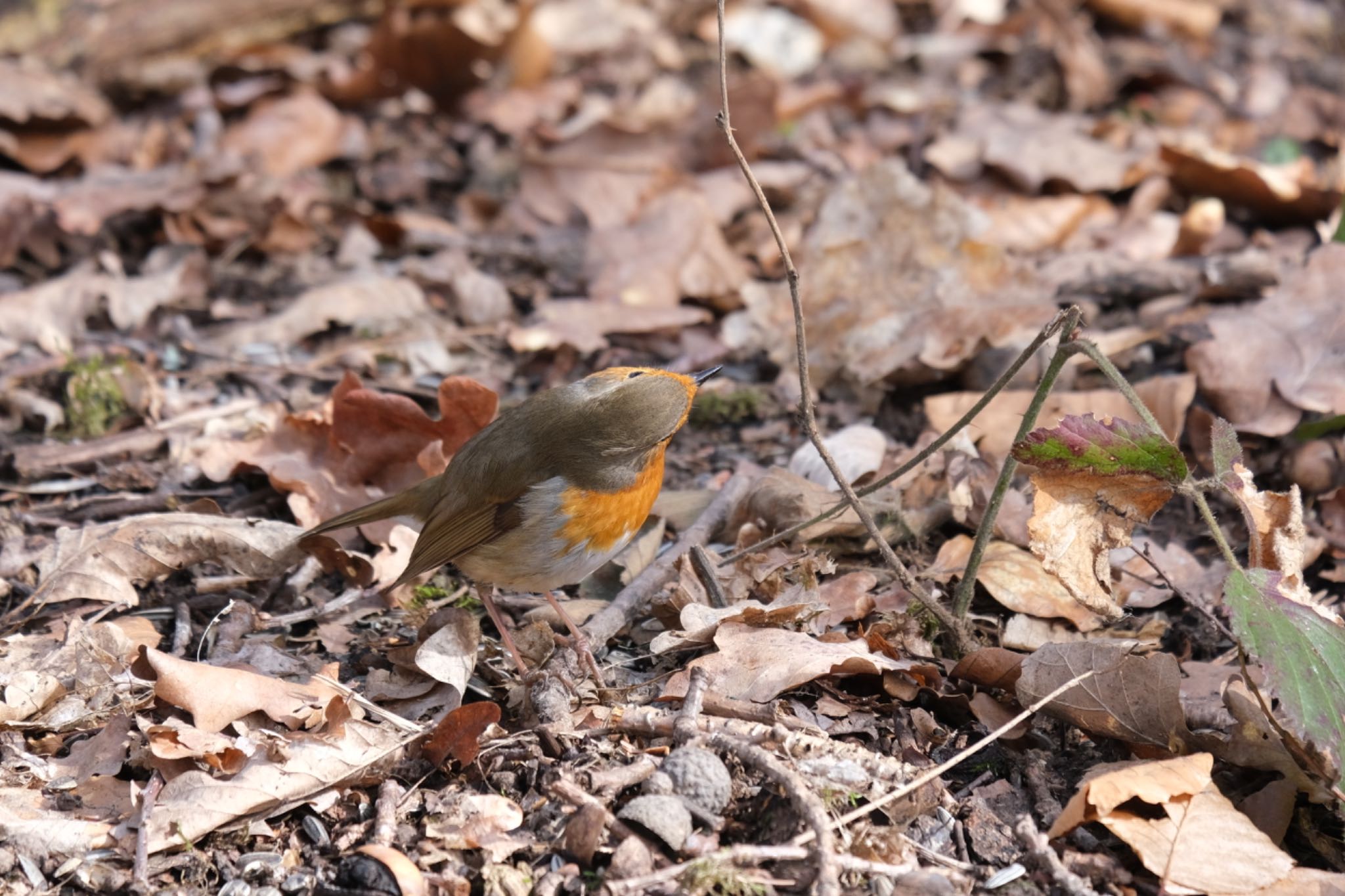 Photo of European Robin at Venusberg by hidebonn