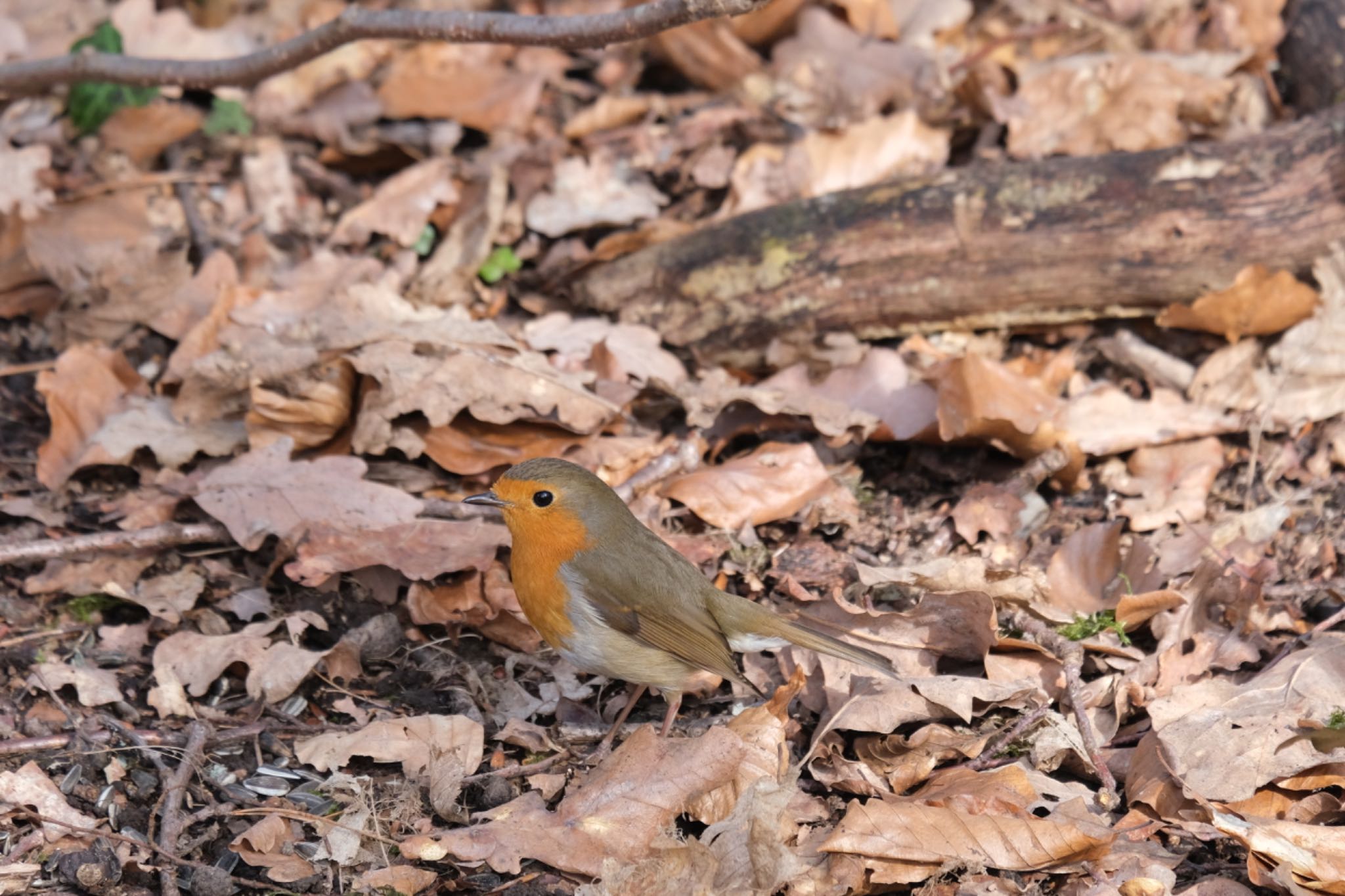 Photo of European Robin at Venusberg by hidebonn