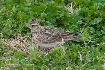 Eurasian Skylark 淀川河川公園 Fri, 3/17/2023