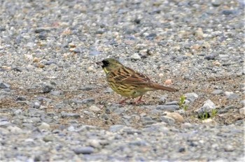 Masked Bunting 淀川河川公園 Fri, 3/17/2023