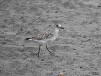 Grey Plover 三重県松阪市 Sun, 5/8/2022