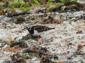 Ruddy Turnstone 三重県松阪市 Sun, 5/8/2022