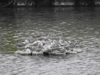 Grey-tailed Tattler 三重県松阪市 Sun, 5/8/2022