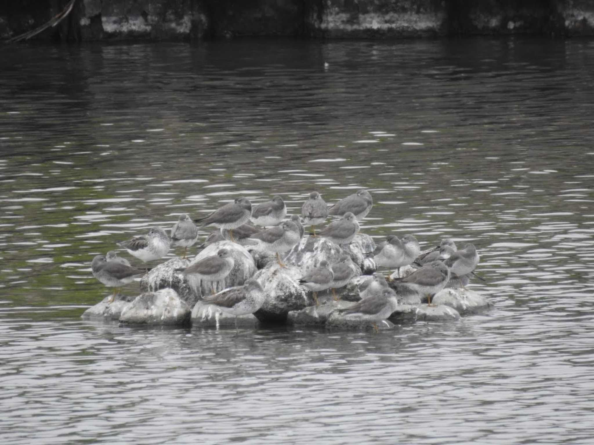 Photo of Grey-tailed Tattler at 三重県松阪市 by どらお