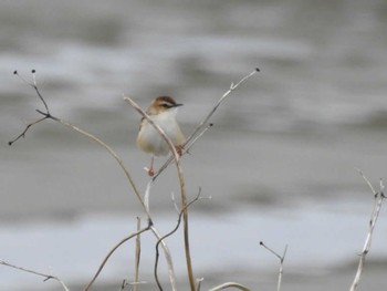 Zitting Cisticola 三重県松阪市 Sun, 5/8/2022