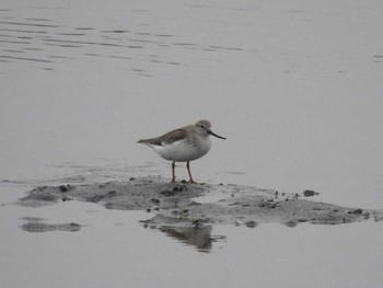 Terek Sandpiper 三重県松阪市 Sun, 5/8/2022