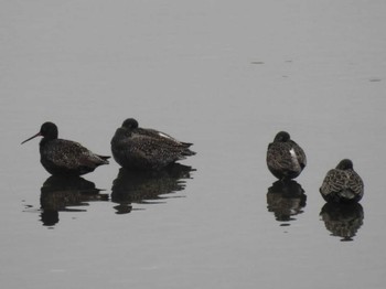 Spotted Redshank 三重県松阪市 Sun, 5/8/2022