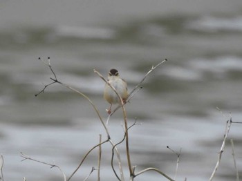 Zitting Cisticola 三重県松阪市 Sun, 5/8/2022