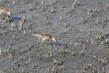 Sharp-tailed Sandpiper Unknown Spots Sat, 9/11/2010