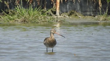 2022年4月9日(土) 愛知県愛西市立田町の野鳥観察記録