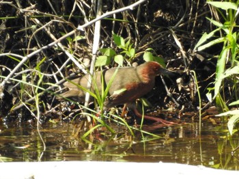 2022年6月2日(木) 祖父江ワイルドネイチャー緑地の野鳥観察記録