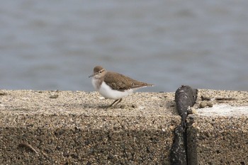 2011年10月2日(日) 五主海岸の野鳥観察記録