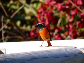 ジョウビタキ 東京港野鳥公園 2021年10月24日(日)