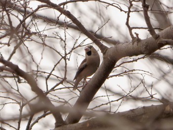 2023年3月17日(金) 横浜市立金沢自然公園の野鳥観察記録