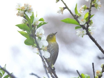 2023年3月18日(土) 東京都の野鳥観察記録