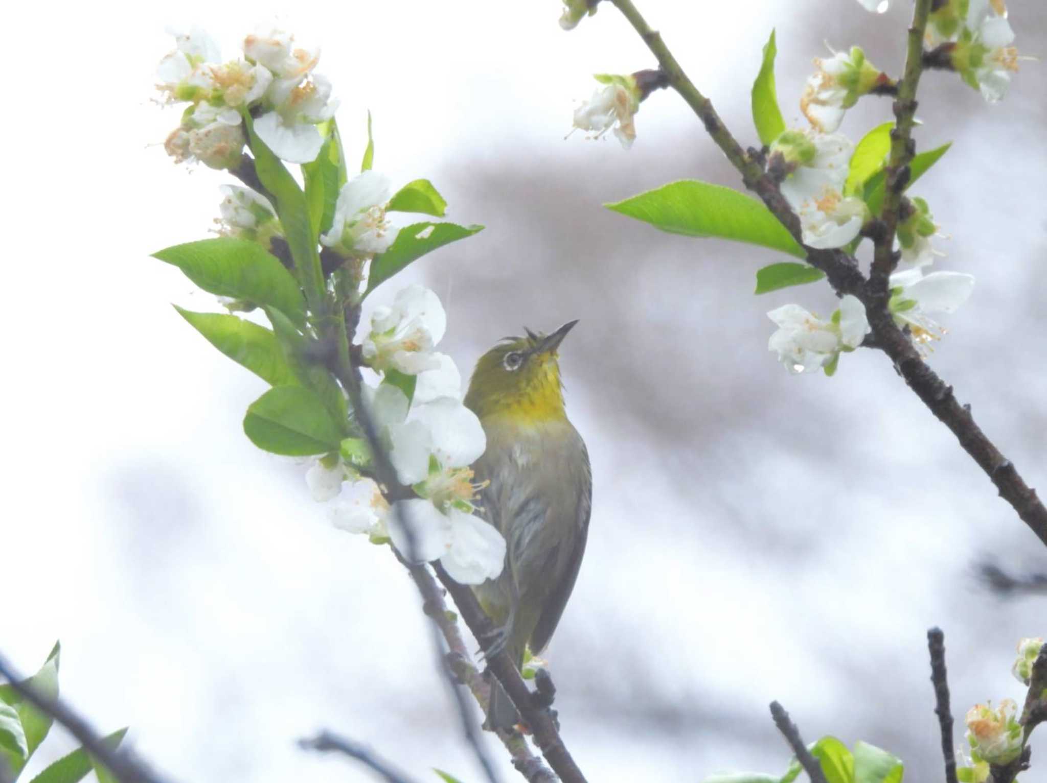 東京都 メジロの写真 by biglife_birds