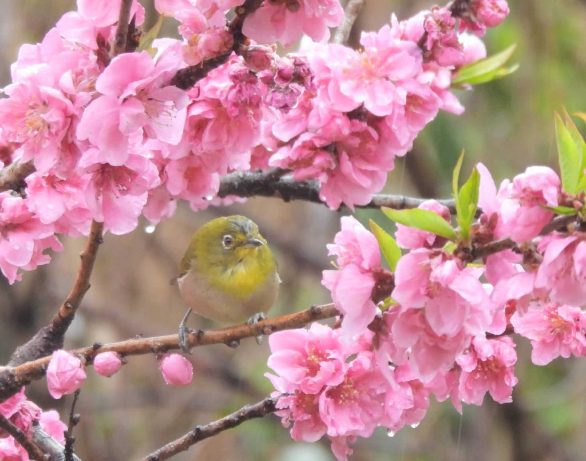 東京都 メジロの写真 by biglife_birds