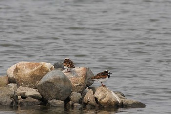 キョウジョシギ 五主海岸 2011年4月30日(土)