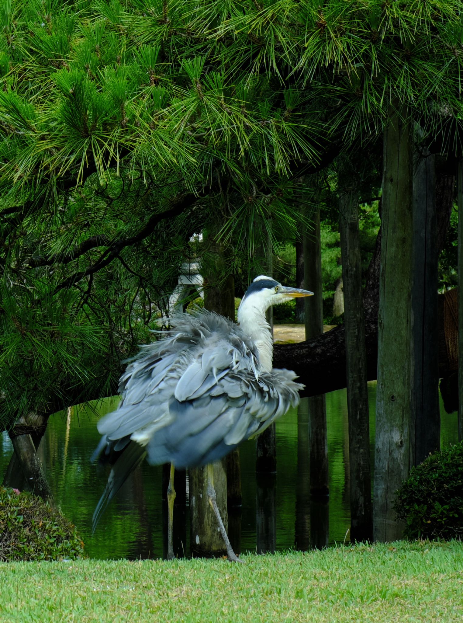 Photo of Grey Heron at Kenrokuen by ym