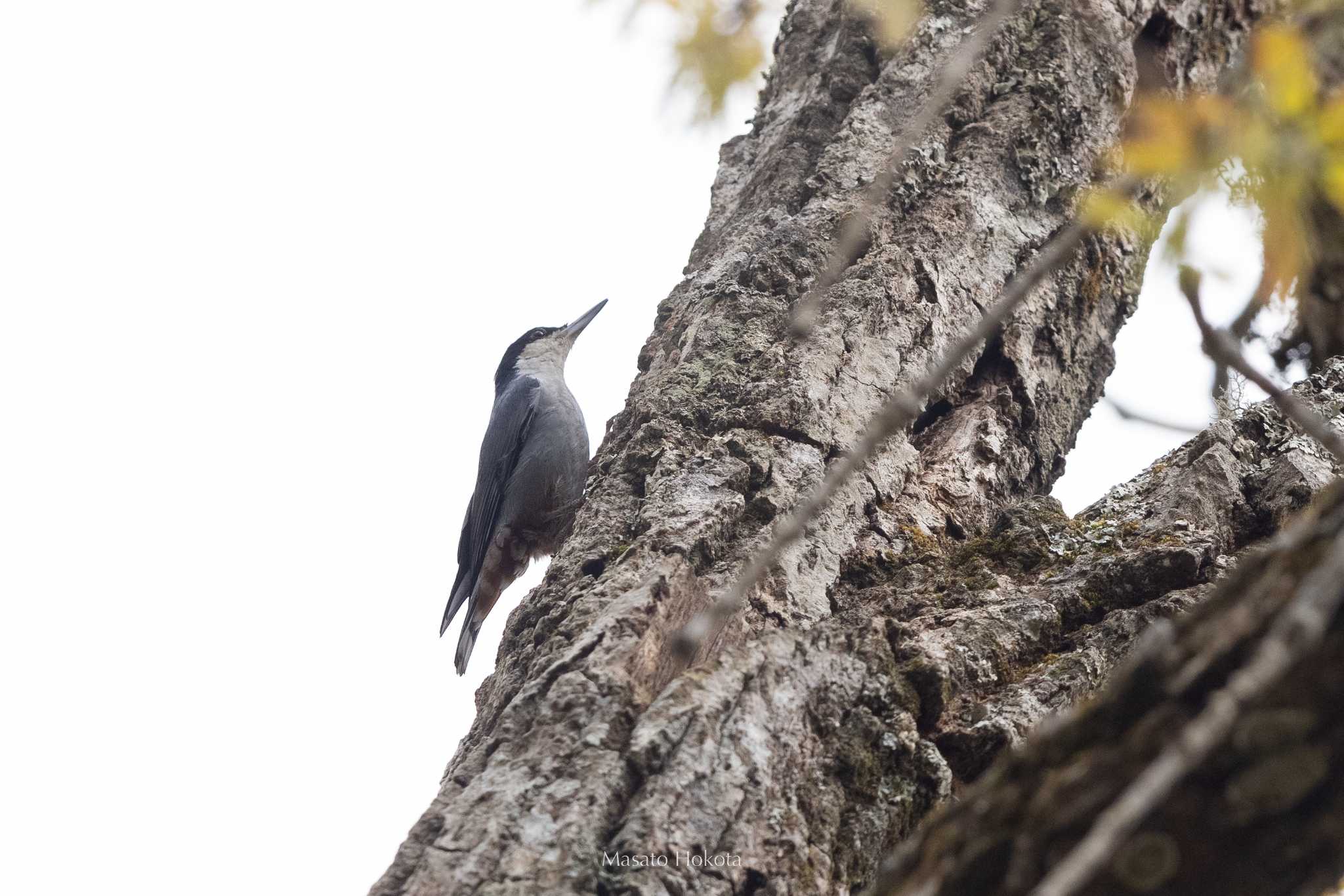 Photo of Giant Nuthatch at Doi Sanju by Trio