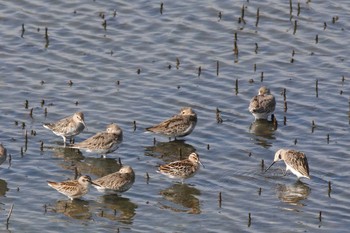 Sat, 9/18/2010 Birding report at Gonushi Coast