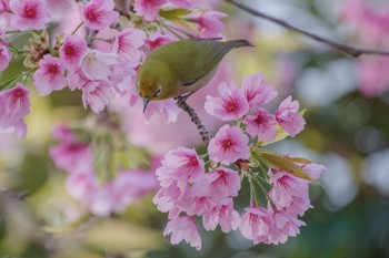 Warbling White-eye 都立青山霊園 Thu, 3/16/2023