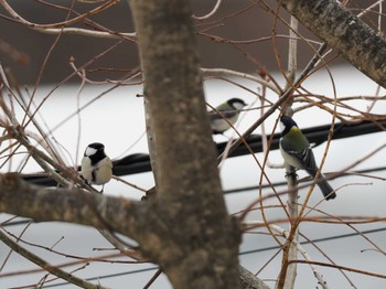 2023年3月18日(土) 宮丘公園(札幌市西区)の野鳥観察記録