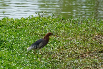 Sat, 5/12/2018 Birding report at 昆陽池